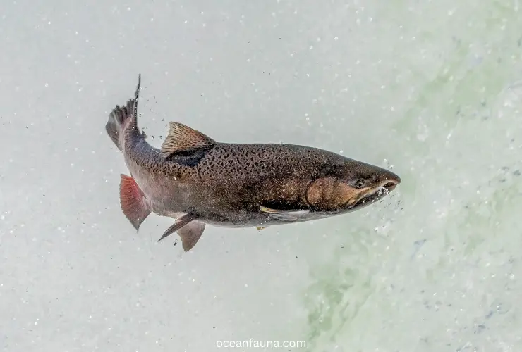 Chinook-salmon