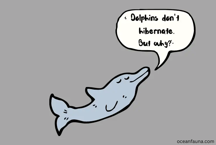 do dolphins hibernate