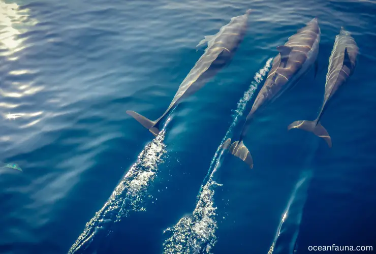 Migration of dolphin
