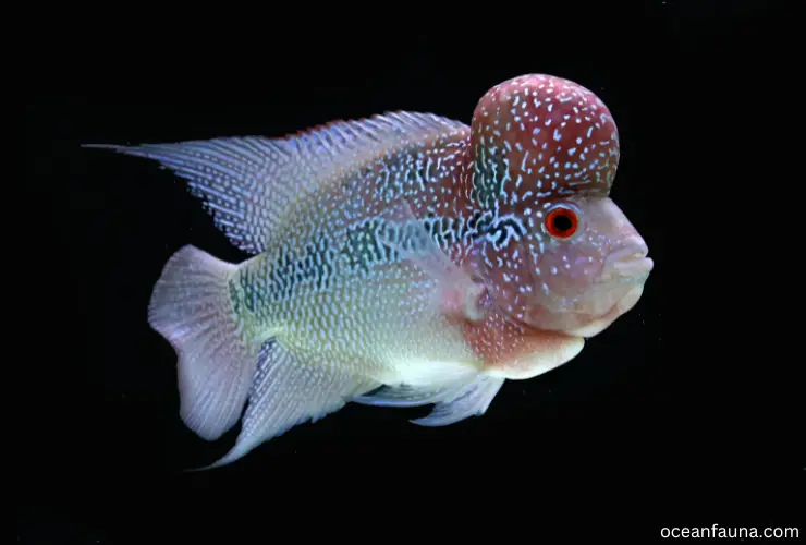 Flowerhorn-fish