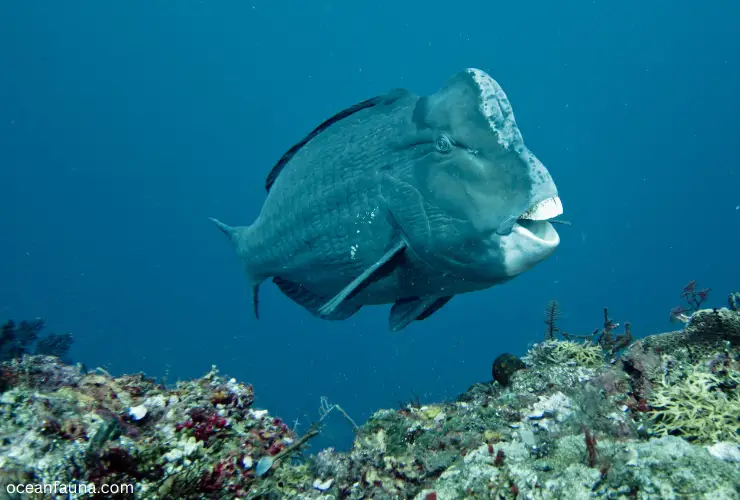 Green-Humphead-Parrotfish