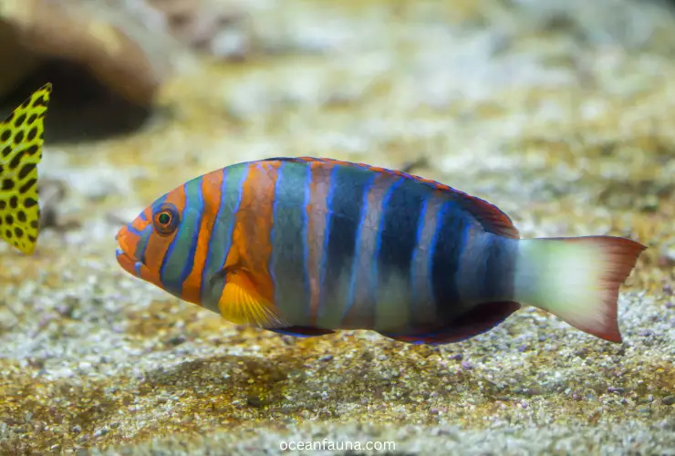 Harlequin-tuskfish