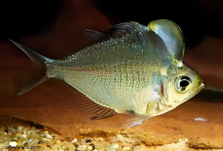 Humphead-Glassfish