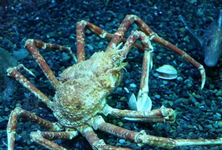 Japanese-Spider-Crab