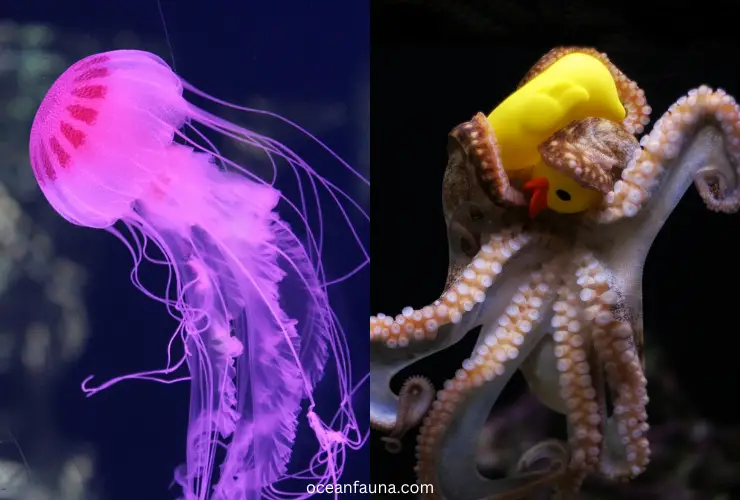 Jellyfish vs octopus