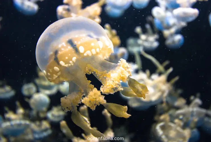 Jellyfish with plankton