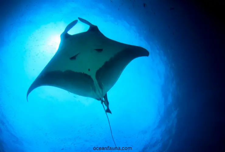 What Does A Manta Ray Symbolize