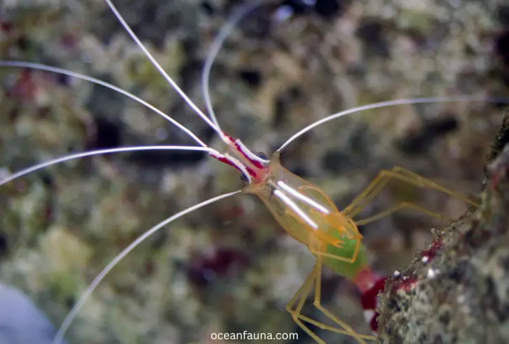 Pacific-cleaner-shrimp