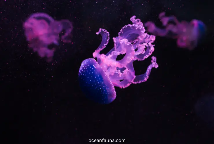 purple jellyfish