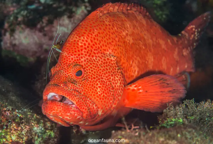 Red-grouper
