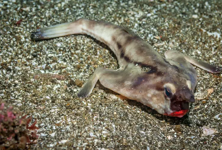 Red-lipped-batfish