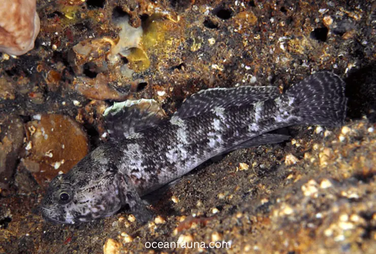 Rock-Goby