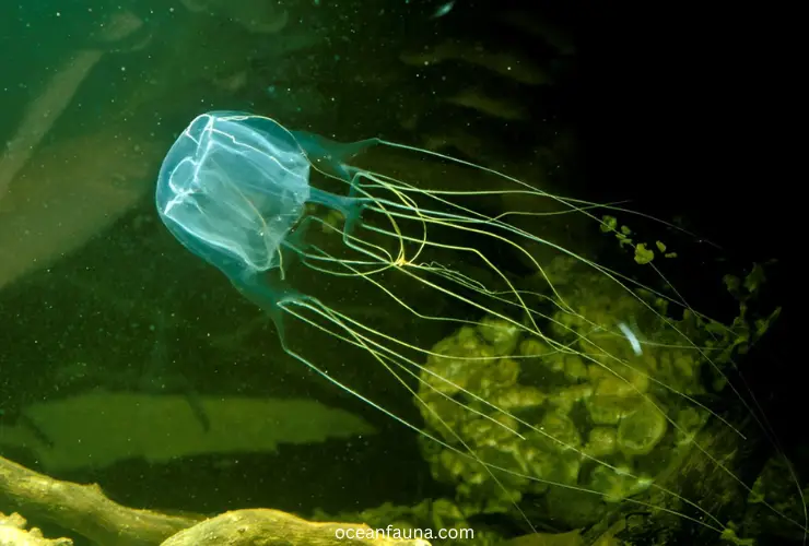 Sea Wasp Jellyfish