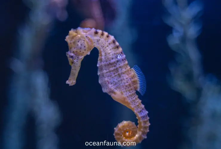 how big are seahorses