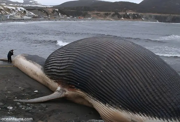 Gas build up in whales body after death