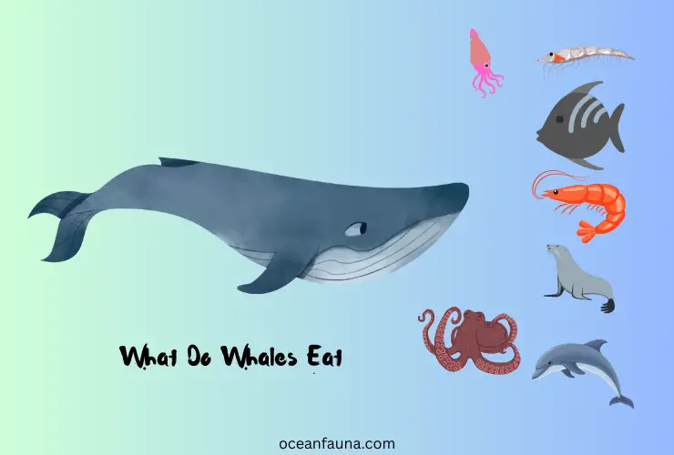 What do whales eat?