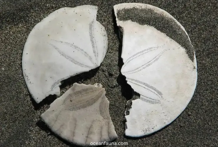 what is inside a sand dollar