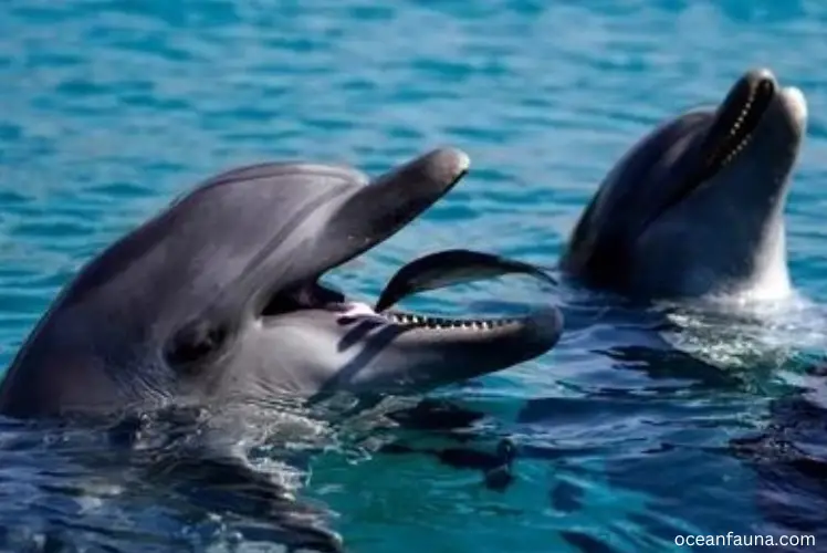 dolphins eating