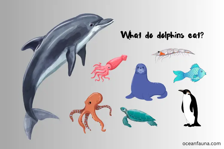 what do dolphins eat