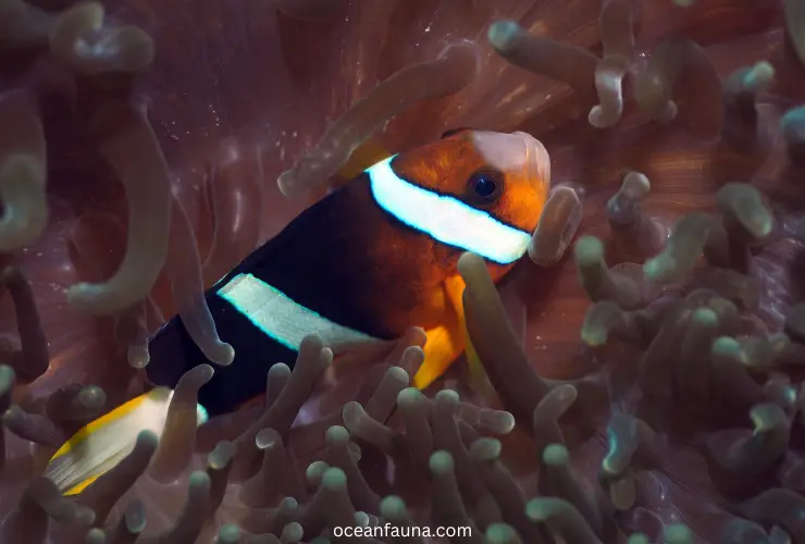 clarks-anemonefish
