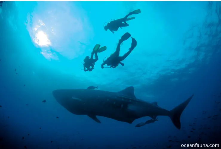 Galapagos shark with humans