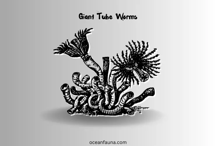Giant Tube Worms