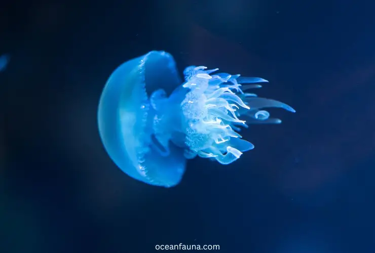 glow of jellyfish