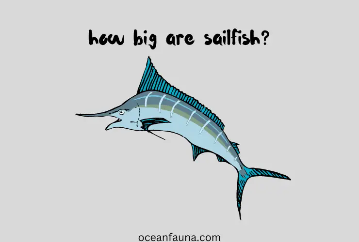 how big are sailfish