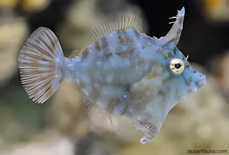 Radial Filefish