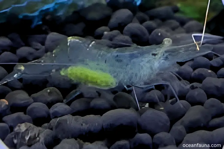 Female shrimp containing eggs