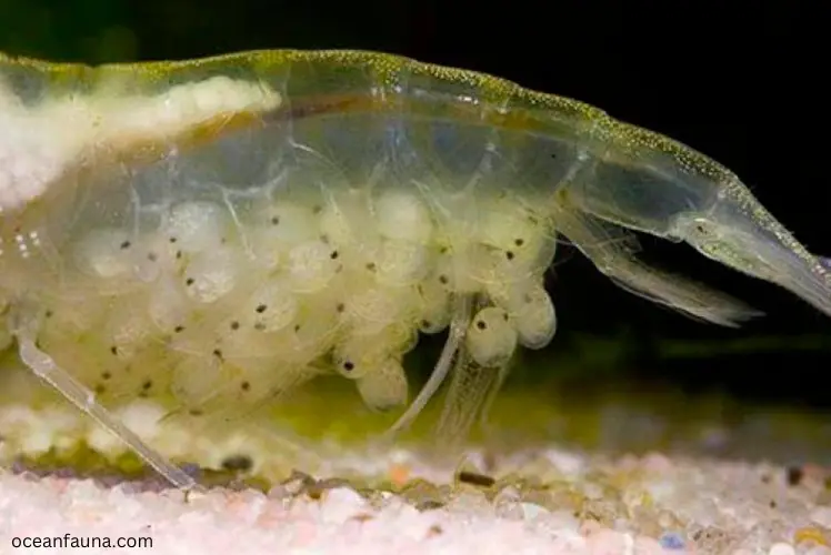 Shrimp laying eggs
