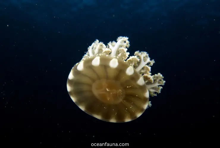 upside-down jellyfish
