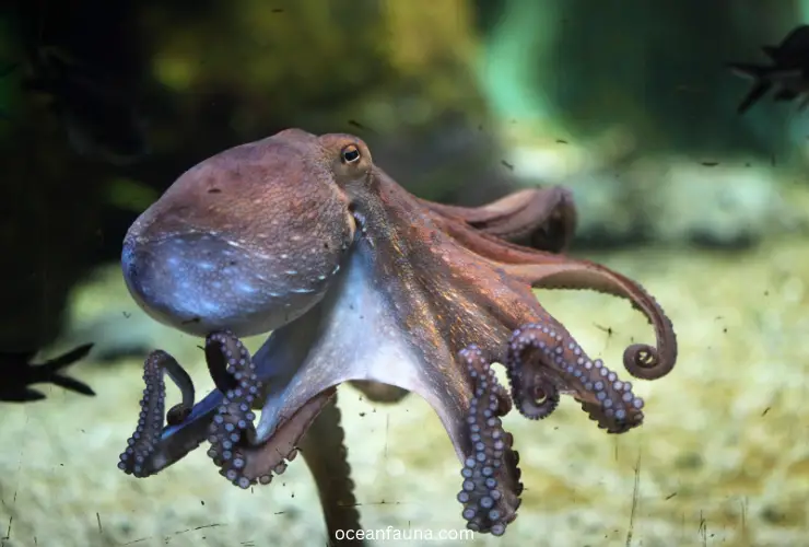 Can octopus hear