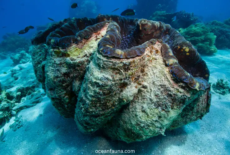 Giant Clam: Habitat, Anatomy, Diet & Other Facts - Ocean Fauna