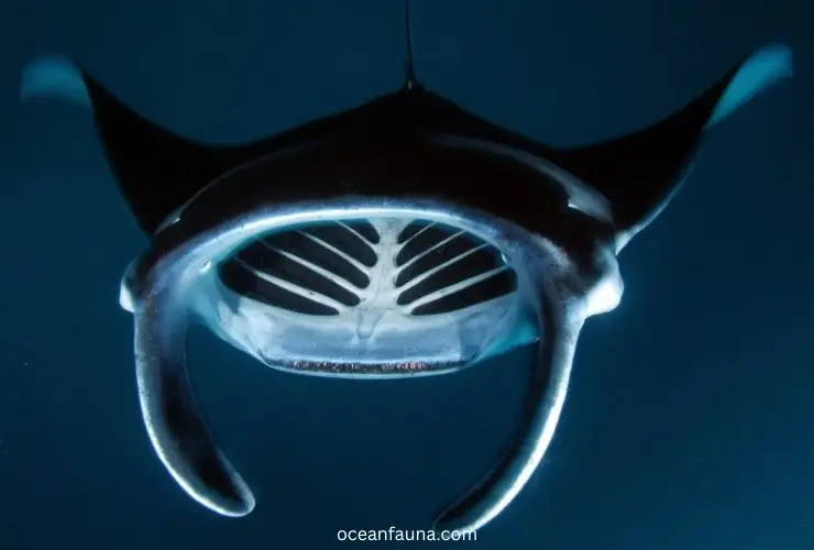 gills of manta rays