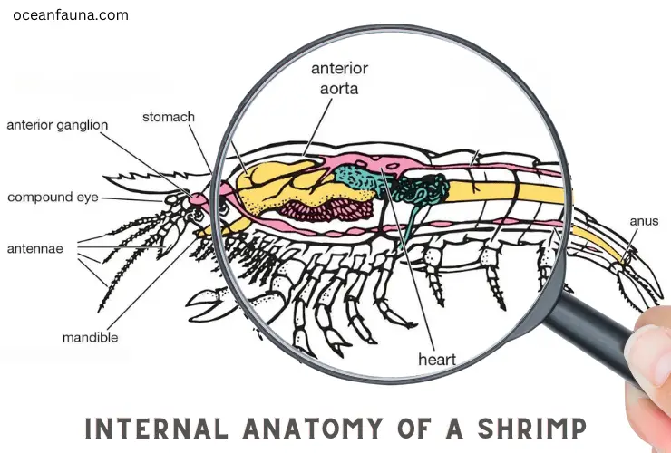 Internal Anatomy of a Shrimp