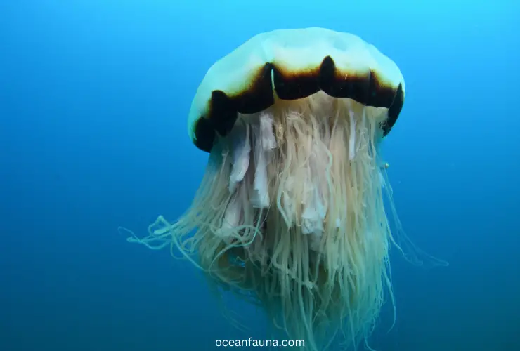 lions mane jellyfish