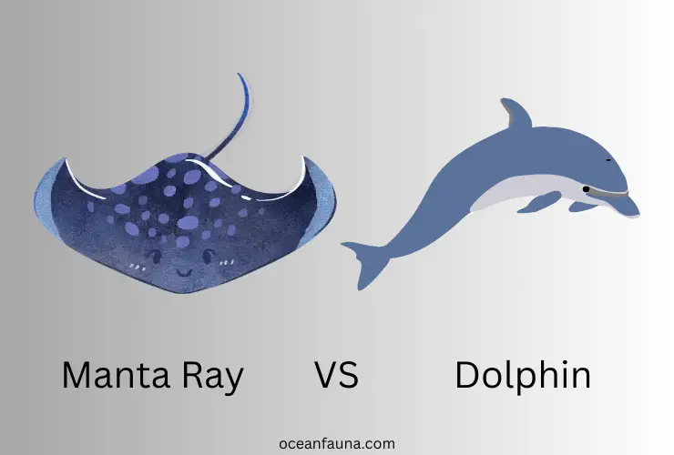Manta-Ray-Vs-Dolphin