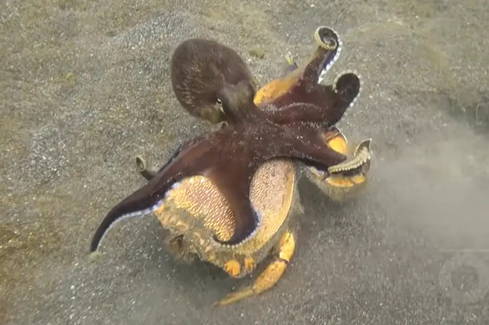Octopus vs crab