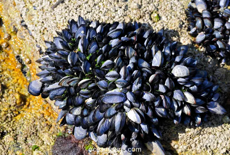 blue mussels on rock