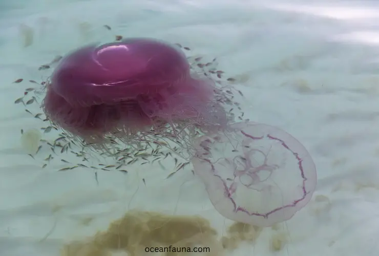 Pink-Meanie-Jellyfish