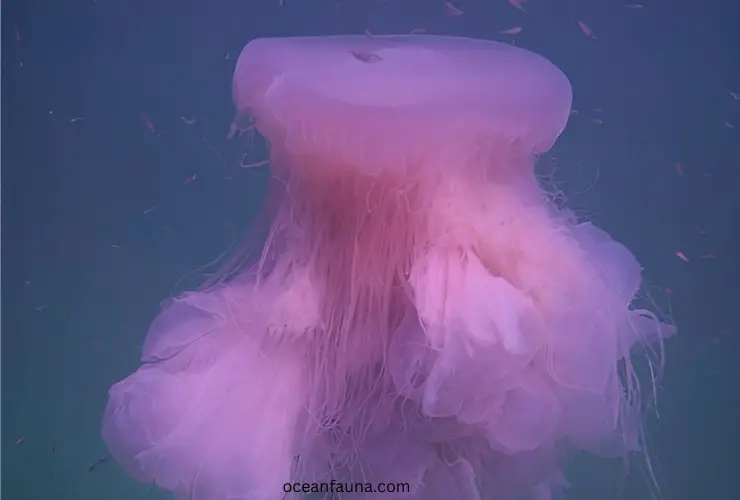 Pink-Meanie-Jellyfish