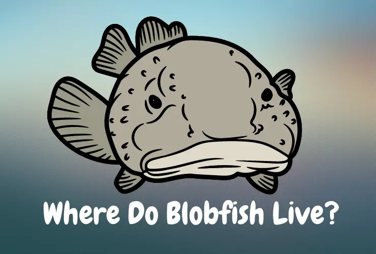 Where Do Blobfish Live