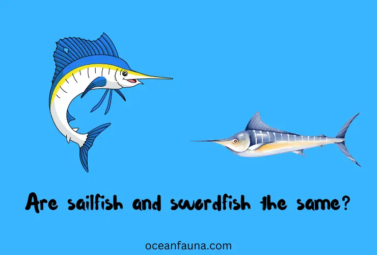 are sailfish and swordfish the same