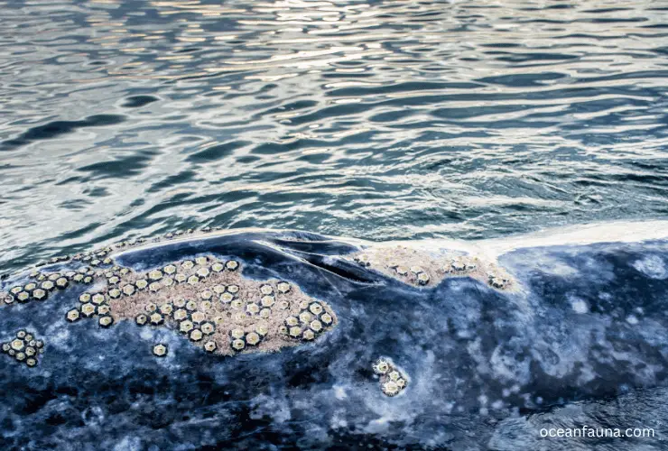 barnacles on whale