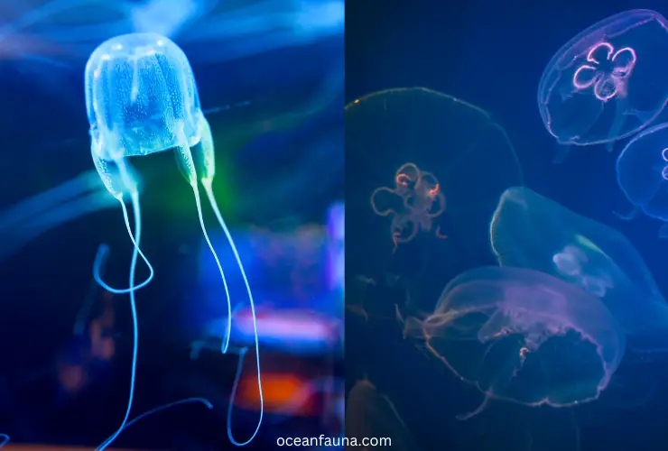 Box Jellyfish: Habitat, Diet & Other Facts - Ocean Fauna