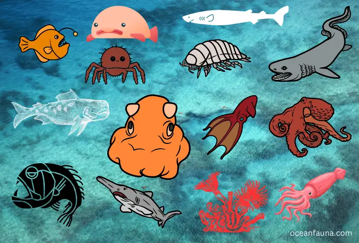 Deepest Sea & Ocean Creatures