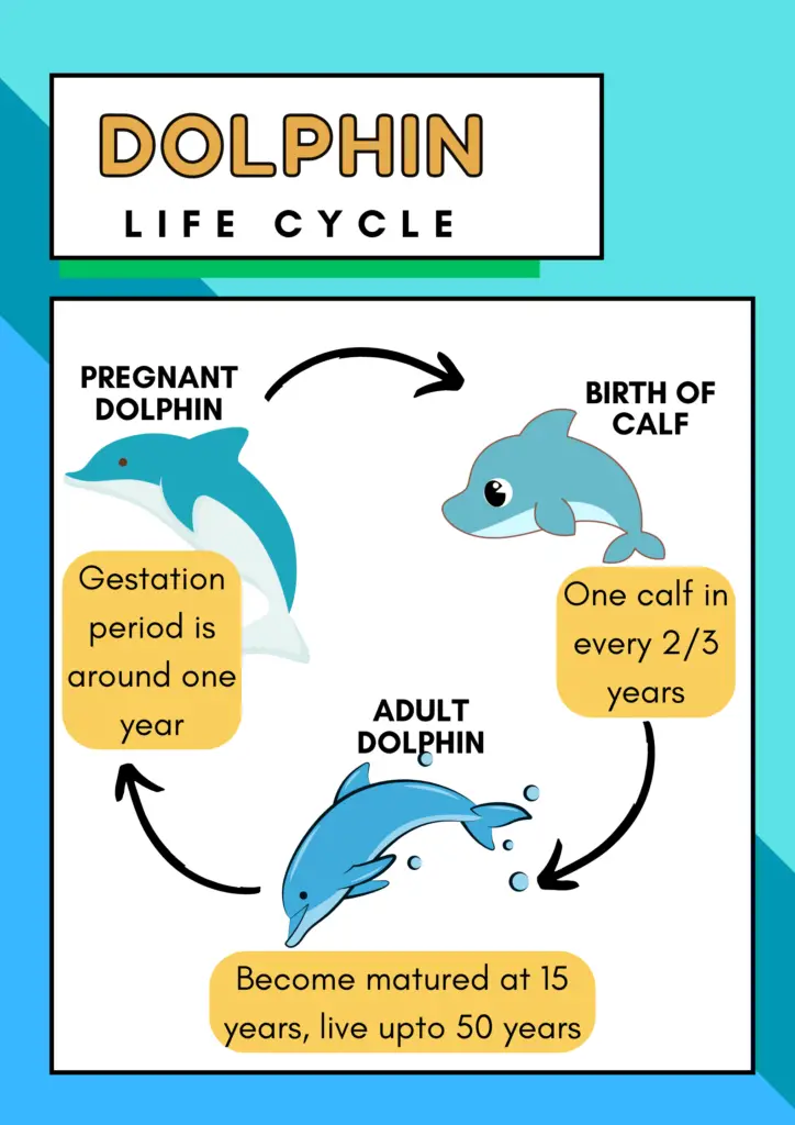 Life Cycle of Dolphin