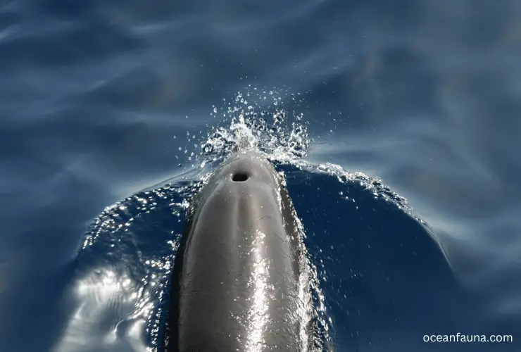 dolphin-blowhole