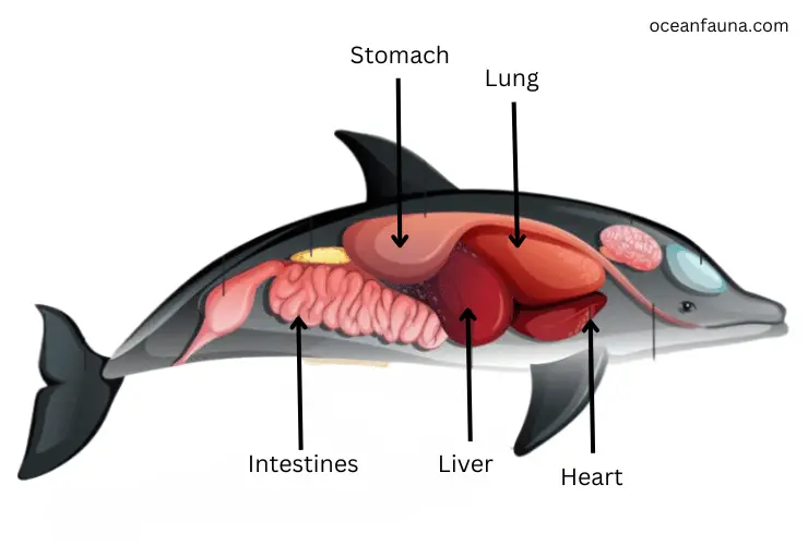dolphin internal anatomy